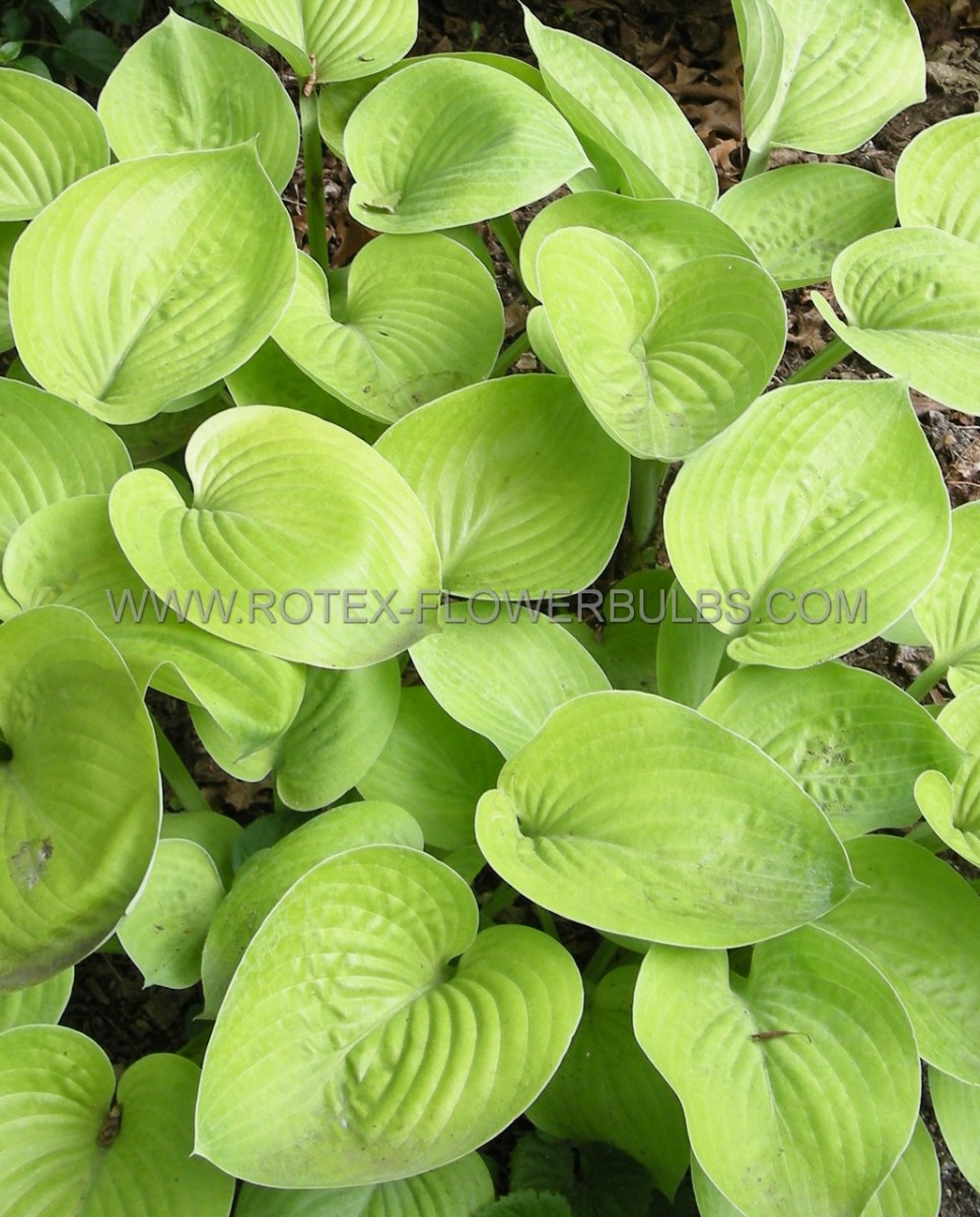 Hosta Hybrid ‘Glad Tidings‘ I (250 p.Carton)