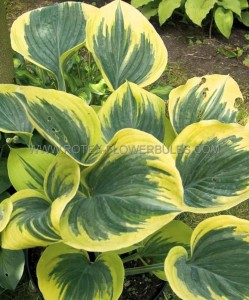 Hosta Hybrid ‘Liberty‘ I (25 p.Bag)