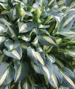 Hosta Hybrid ‘Little Treasure‘ I (25 p.Bag)
