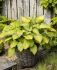 Hosta Hybrid Old Glory I 25 p.Bag