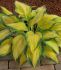 Hosta Hybrid Orange Marmalade I 25 p.Bag