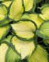 Hosta Hybrid ‘Orange Marmalade‘ I (25 p.Bag)