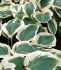 Hosta Hybrid Orions Belt I 25 p.Bag