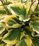 Hosta Hybrid ‘Paisley Border‘ I (25 p.Bag)