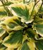 Hosta Hybrid Paisley Border I 25 p.Bag