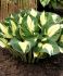 Hosta Hybrid Pathfinder I 25 p.Bag