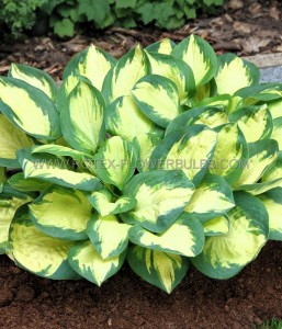 Hosta Hybrid ‘Popcorn‘ I (25 p.Bag)