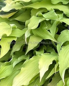 Hosta Hybrid ‘Wiggles and Squiggles‘ I (250 p.Carton)