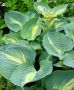 Hosta Sieboldiana ‘Thunderbolt‘ I (25 p.Bag) Hosta Sieboldiana ‘Thunderbolt‘ I (25 p.Bag)