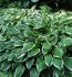 Hosta Undulata Albomarginata I 250 p.Carton