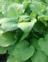 Hosta Fortunei ‘August Moon‘ I (25 p.Bag)