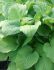 Hosta Fortunei August Moon I 250 p.Carton