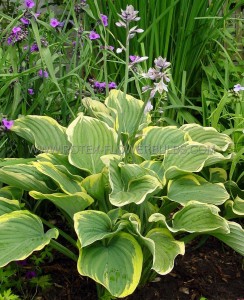 Hosta Hybrid ‘Sagae‘ I (25 p.Bag)