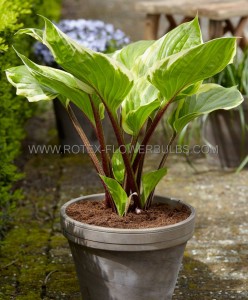 Hosta Hybrid ‘Sorbet‘ I (25 p.Bag)