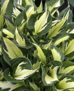 Hosta Hybrid ‘Whirlwind‘ I (25 p.Bag)
