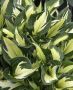 Hosta Hybrid ‘Whirlwind‘ I (25 p.Bag)