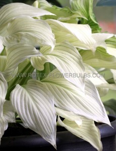 Hosta Hybrid ‘White Feathers‘ I (25 p.Bag)