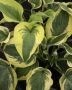 Hosta Hybrid ‘Wide Brim‘ I (25 p.Bag) Hosta Hybrid ‘Wide Brim‘ I (25 p.Bag)
