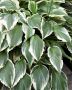 Hosta Undulata ‘Albomarginata‘ I (25 p.Bag)