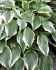Hosta Undulata Albomarginata I 250 p.Carton