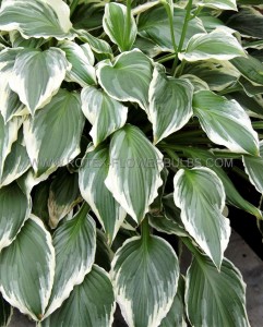 Hosta Undulata ‘Albomarginata‘ I (25 p.Bag)