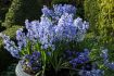 hyacinthus orientalis blue star 1617 cm 10 quality pkgsx 4