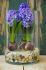 hyacinthus orientalis blue star 1617 cm 10 pkgsx 4