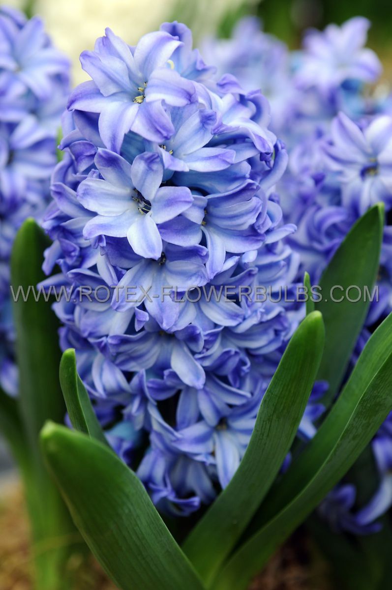 hyacinthus orientalis blue star 1617 cm 50 pbinbox