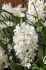 hyacinthus orientalis carnegie 1617 cm 10 pkgsx 4