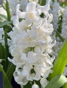 Hyacinthus Orientalis ‘Carnegie‘ 16/17 cm. (50 Loose p.Binbox)