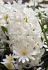 hyacinthus orientalis carnegie 1617 cm 50 pbinbox