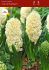 hyacinthus orientalis city of haarlem 1617 cm 10 quality pkgsx 4