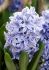 hyacinthus orientalis delft blue 1516 cm 300 pplastic tray