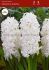 hyacinthus orientalis double madame sophie 1516 cm 25 pbinbox