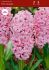 hyacinthus orientalis double pink royale 1516 cm 25 pbinbox