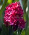 hyacinthus orientalis double red diamond 1516 cm 25 loose pbinbox