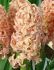 hyacinthus orientalis gipsy queen 1617 cm 10 quality pkgsx 4