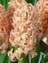 hyacinthus orientalis gipsy queen 1617 cm 50 pbinbox