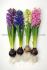 hyacinthus orientalis mix 1516 cm 300 pplastic tray