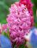 hyacinthus orientalis pink pearl 1617 cm 10 quality pkgsx 4