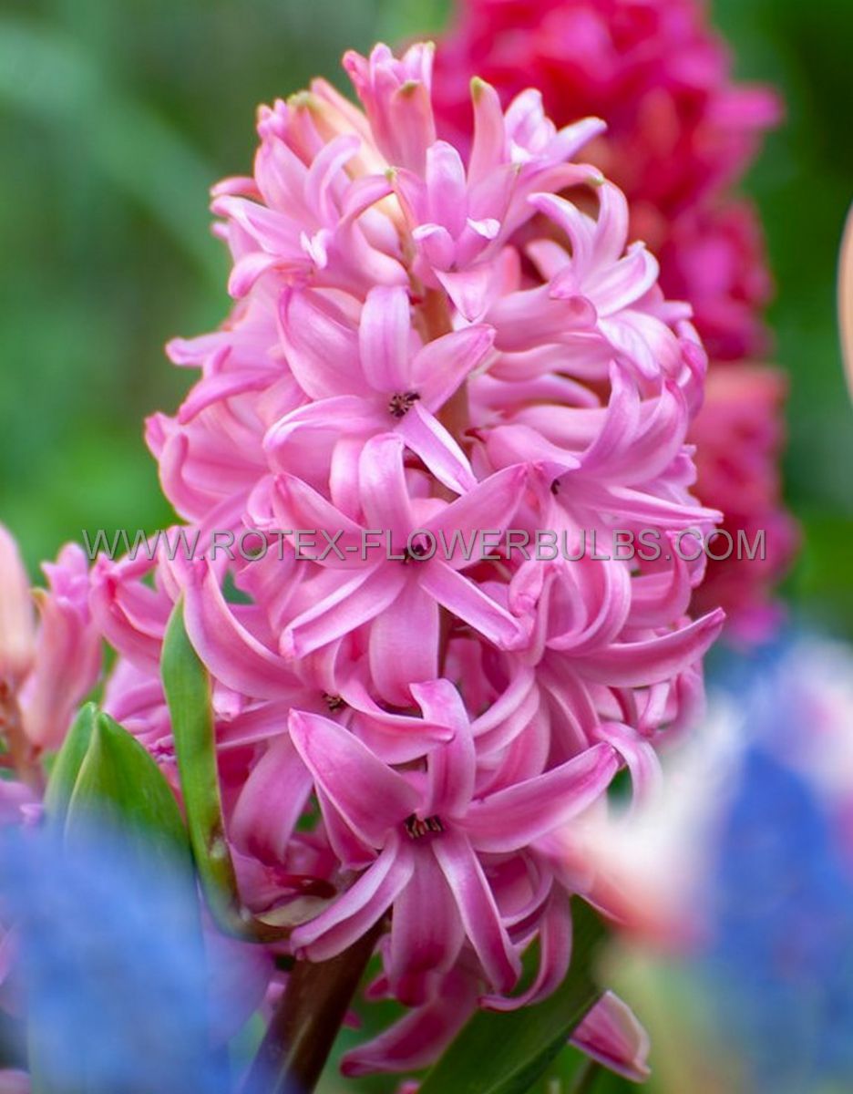 hyacinthus orientalis pink pearl 1617 cm 50 pbinbox