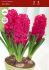 hyacinthus orientalis jan bos prepared 1718 cm 40 pbinbox