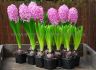 hyacinthus orientalis prepared pink pearl 1718 cm 40 pbinbox