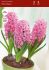 hyacinthus orientalis prepared pink pearl 1718 cm 40 pbinbox