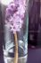 hyacinthus orientalis splendid cornelia 1617 cm 50 pbinbox