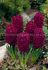 hyacinthus orientalis woodstock 1617 cm 10 quality pkgsx 4