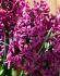 hyacinthus orientalis woodstock 1617 cm 50 pbinbox
