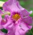 incarvillea hardy gloxinia delavayi pink i 25 loose popen top box