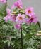 incarvillea hardy gloxinia delavayi pink i 25 popen top box