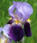 Iris (Bearded Iris) Germanica ‘Alcazar‘ I (25 p.Bag) Iris (Bearded Iris) Germanica ‘Alcazar‘ I (25 p.Bag)